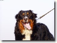 Achil z Opatovick�ch luk