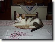 Kocourek Max�k na podnose