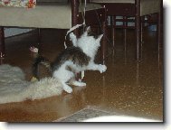 Jen po�kej, a� t� chyt�m...