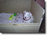 Prvn� den v nov�m domov�...