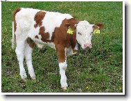 j� jsem z krkono�...