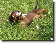 Hr�tky v tr�v�