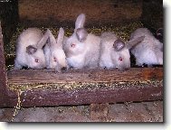 Kr�li�� sourozenci