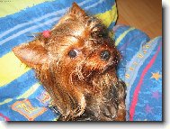 Bastien Golden Z Nov�ho sv�ta