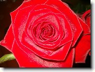 �erven� kr�ska