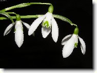 Z�ti�� se sn�enkami