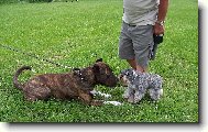 Bandog a mal� kn�ra�