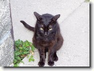 �ert �majdalf �ern�