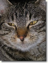 Ko�i�� kr�sa