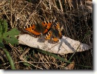 Jarn� mot�l� l�ska