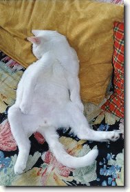 Nefotit, pros�m! To nevid�te, jak se styd�m?