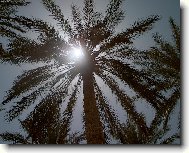 ... jen ti�e sn�t ve st�nu datlov� palmy ...