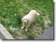 kuk kam asi kouk�m