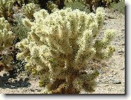 Nesahat - p�ch� to!