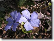 Br��l barv�nek