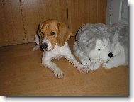 Na�i dva hl�da�i