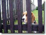 J� chci taky na louku !!!