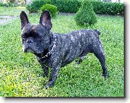 Francouzsk� buldo�ek