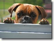 Kouk�m,copak se to d�je za brankou :o)