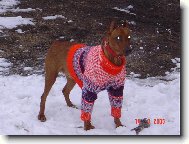  I bez baterek m��e pes sv�tit