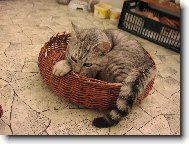 ��h�m ��h�m