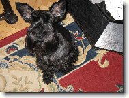 pes netop�rovit�