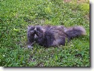 To je ale kobere�ek, jako nov�.