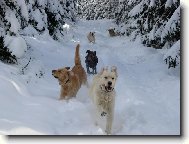 Sn�hov� radov�nky ...