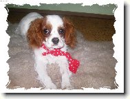 Kaval�r King Charles �pan�l