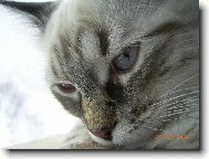 Caira, n�vsk� kot�