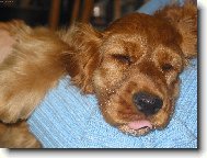 Jsem unaven� nefotit!