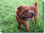 Edishek na pastv� =)