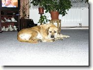 U� m� ta televize nebav�