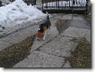 Na�e Aginka agentem :D