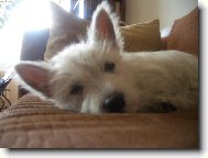  �t�n� Ad�lka