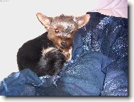 Na�e netop��ice