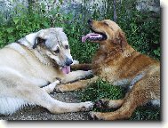 Arall a nej.kamar�d