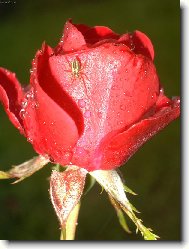 Vzkv�taj�c� �ivot po de�ti.