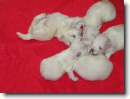 �T�N�TKO MALT�Z��KA