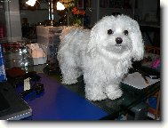 uprost�ed l�ta p�ed soumrakem