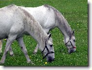 Bl kladrubrubt bloui-rokov