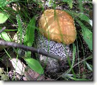 kouzeln� houba�sk� �lovek