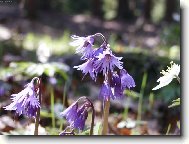 D��patka horsk�