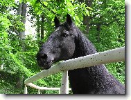 �ern� kladrubsk� h�ebec (klabonos�)