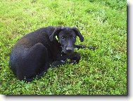 labrador+tajemstv�
