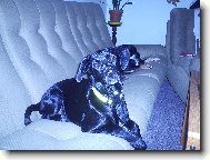 labrador+tajemstv�