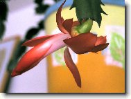 A�koli nejsou v�noce...