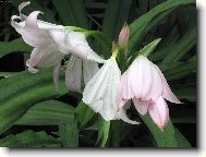 Sklen�kov� kv�tina