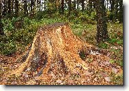 Ztrouchniv�l� pa�ez