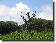 Such� strom v zeleni